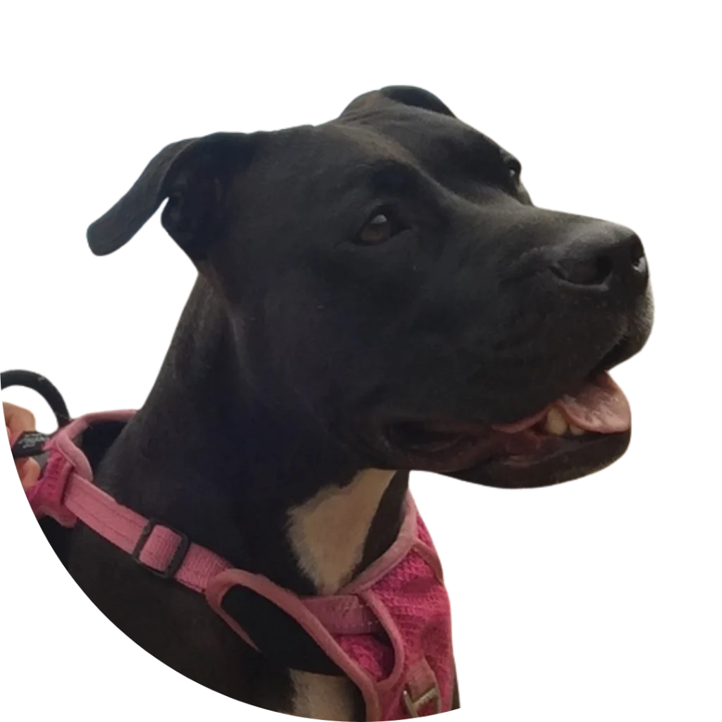 maggie the most beautiful dog in the world 
